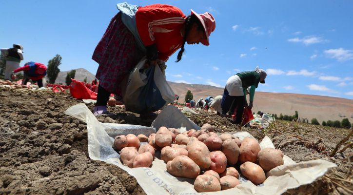 Explosión productiva en Perú: el mango crece más de 500% y la uva supera las 250 mil toneladas en enero