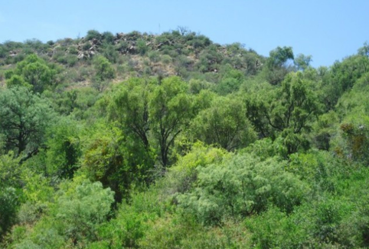 San Luis refuerza el trabajo para proteger los bosques nativos