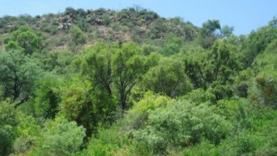 San Luis refuerza el trabajo para proteger los bosques nativos