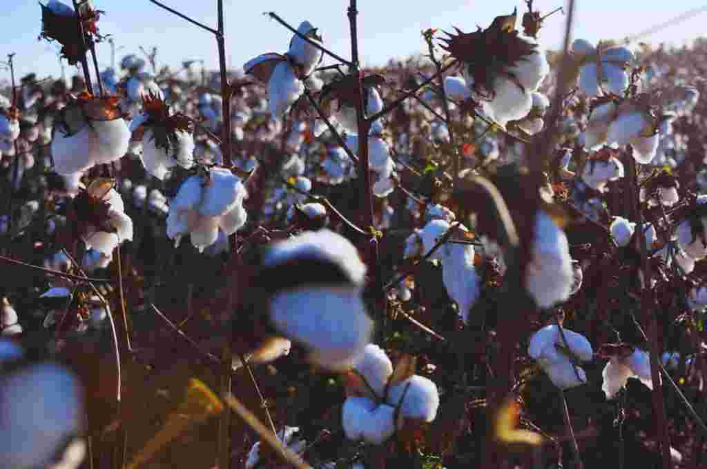 Presentan una variedad de algodón tolerante al estrés hídrico