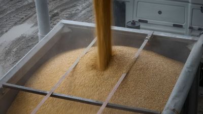 Ucrania podría ganar terreno en el mercado internacional del maíz por efecto de los aranceles de EE.UU.
