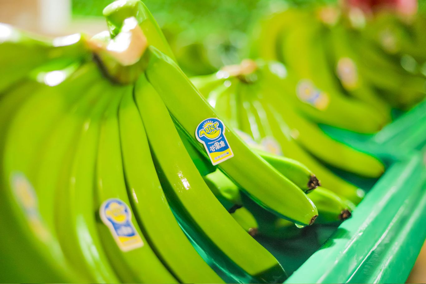 Estados Unidos impone aranceles del 10% al banano, camarón y cacao de Ecuador: impacto en el comercio bilateral