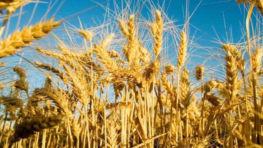 Argentina proyecta una siembra récord de trigo en la campaña 2025/26 -  Agrolatam