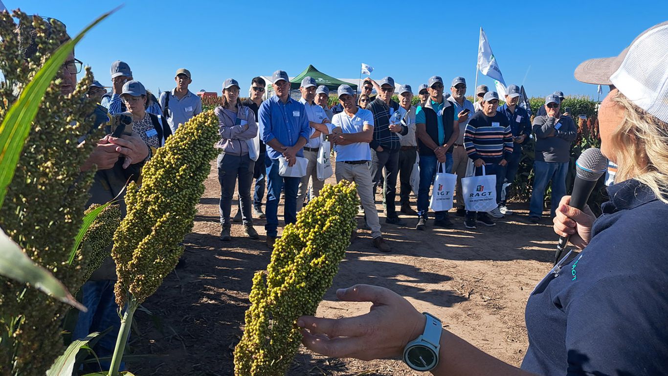 Expo RAGT 2025: El sorgo pisa fuerte con tecnología, rendimiento y precios que lo posicionan frente al maíz