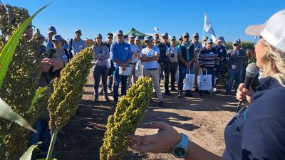Expo RAGT 2025: El sorgo pisa fuerte con tecnología, rendimiento y precios que lo posicionan frente al maíz