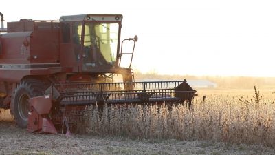 Sin cepo, pero sin suba: la soja cayó casi 9% en dólares y los productores vendieron más maíz
