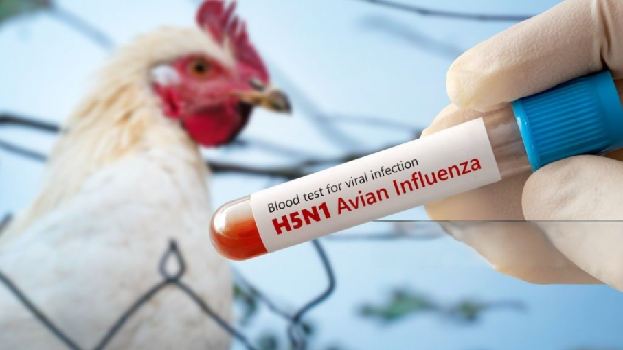 Confirman primer caso humano de gripe aviar H5N1 en México: una niña de tres años está grave