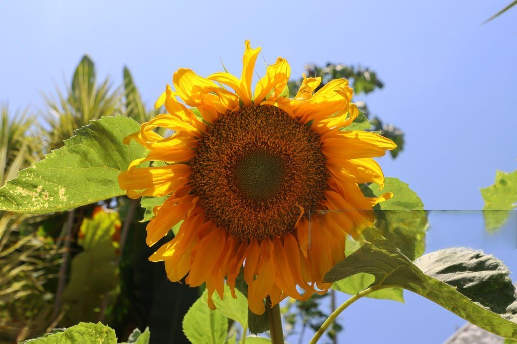 Firmeza global y buen margen local: el girasol se sostiene con fuerza pese a las lluvias