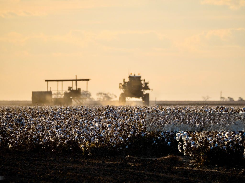 Productores de algodón en EE.UU.: "Ya no perdemos dinero, estamos perdiendo la finca"