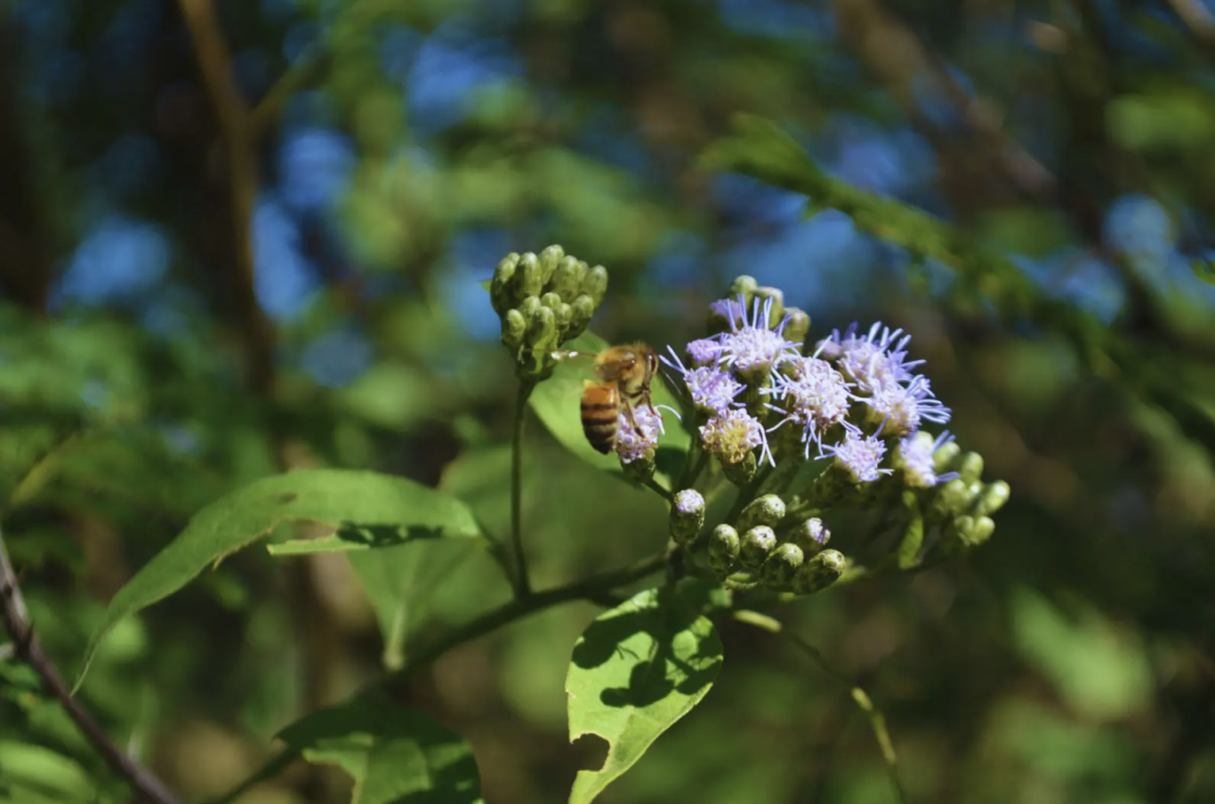 Flora nativa y manejo inteligente: apicultores catamarqueños avanzan hacia una miel con identidad