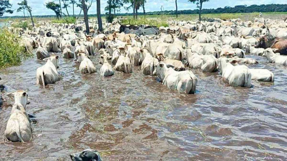 Inundaciones histricas en Bolivia: el ganado nada donde antes pastoreaba