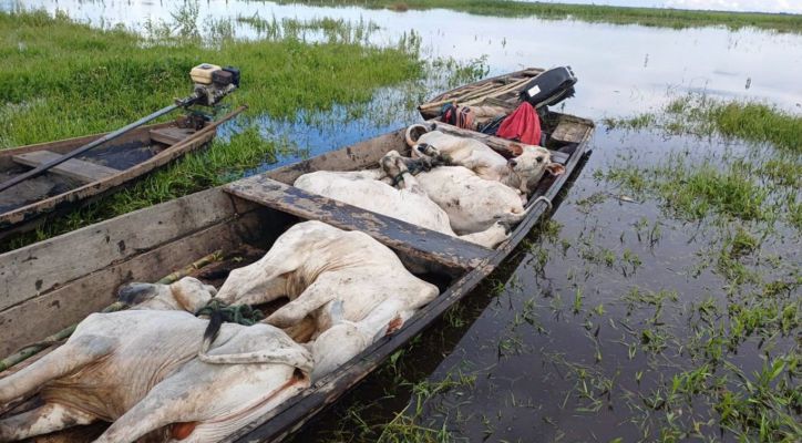 Inundaciones históricas en Bolivia: el ganado nada donde antes pastoreaba