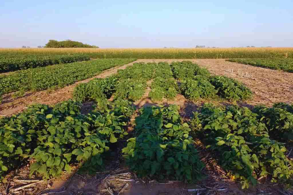 Logran editar un biofertilizante que aumenta un 6 % la productividad de la soja