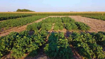 Logran editar un biofertilizante que aumenta un 6 % la productividad de la soja