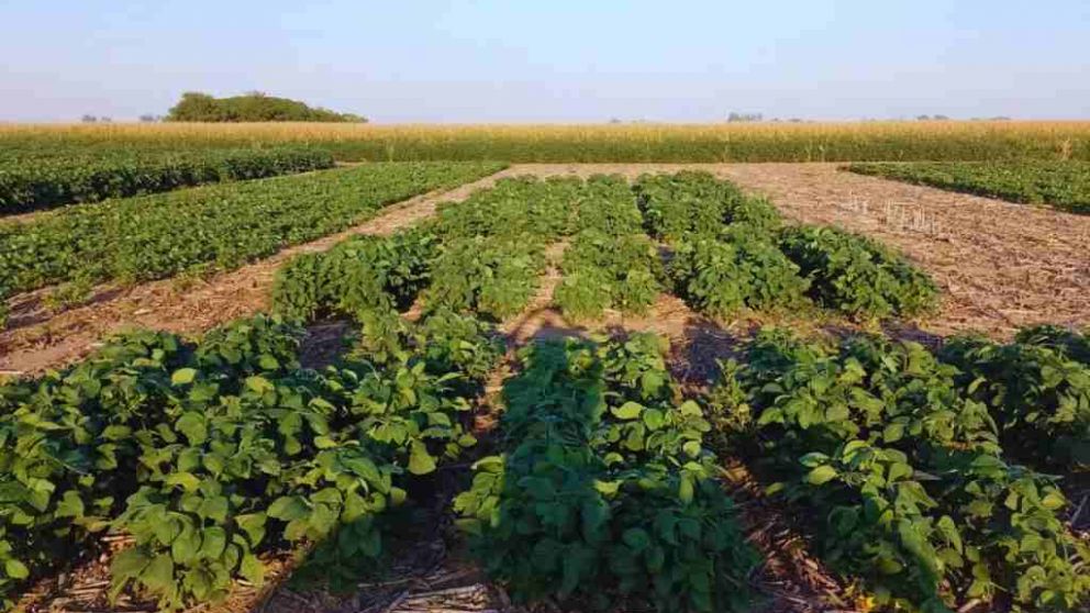 Logran editar un biofertilizante que aumenta un 6 % la productividad de la soja