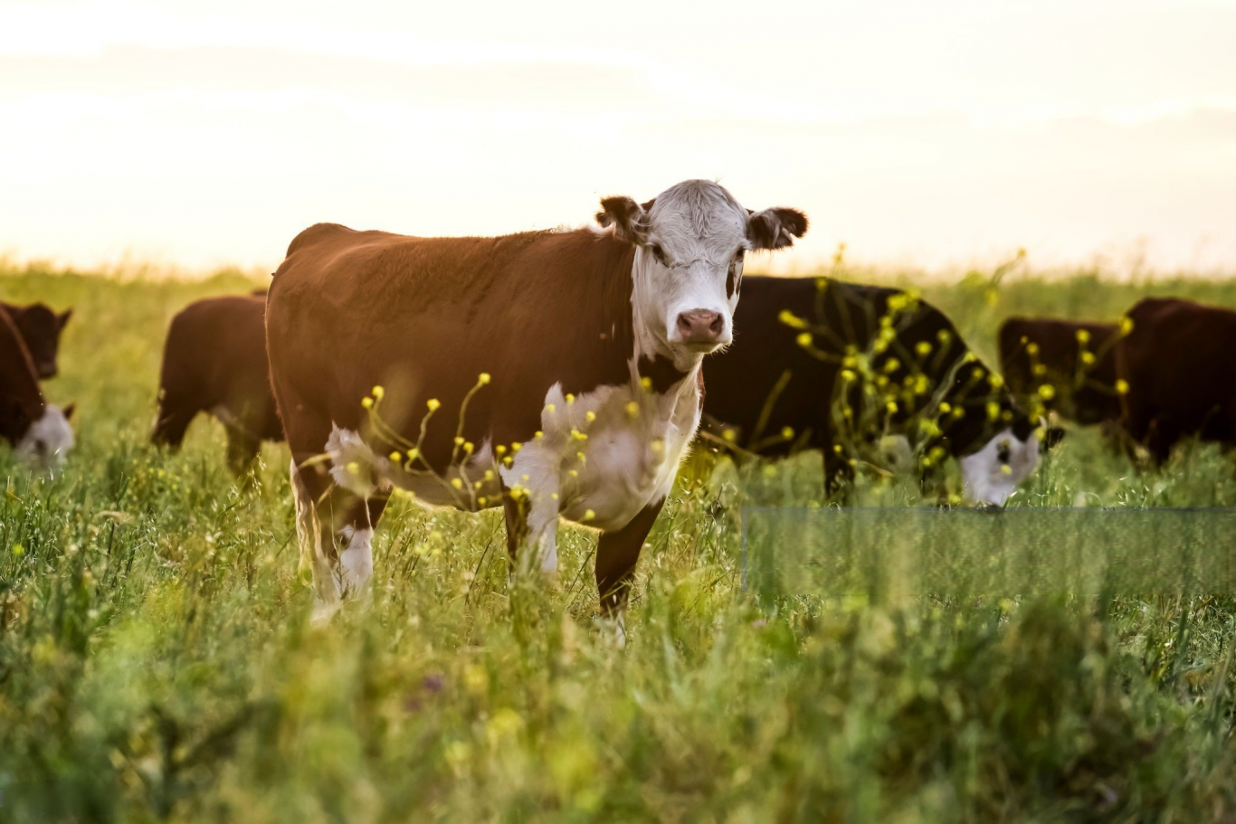 Caída histórica en el stock bovino argentino: el rodeo retrocede al nivel de 2012