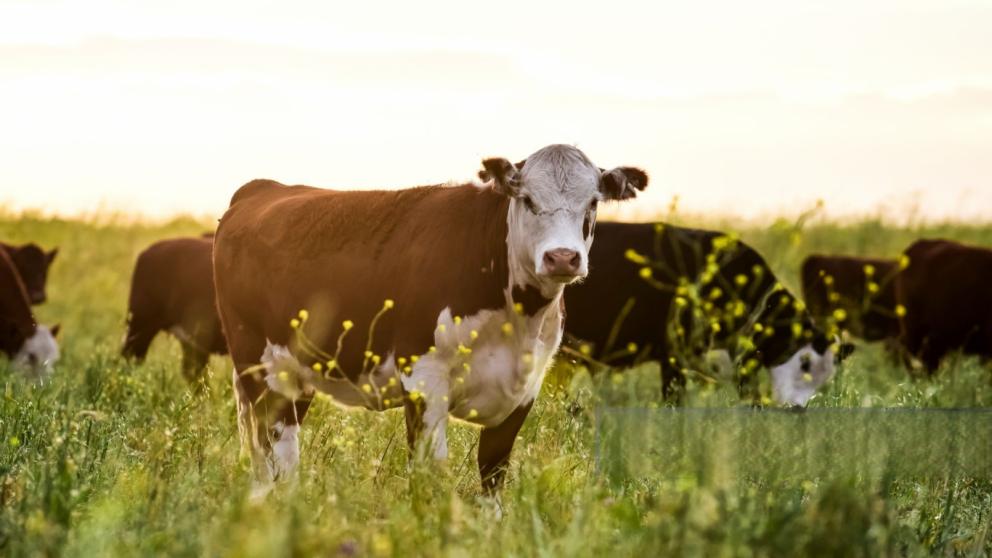 Cada histrica en el stock bovino argentino: el rodeo retrocede al nivel de 2012