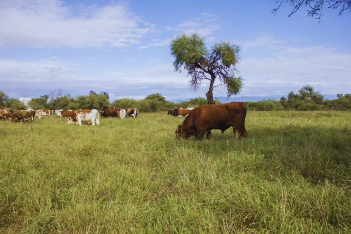Buffel grass: la pastura clave que impulsa la producción ganadera en zonas áridas de La Rioja