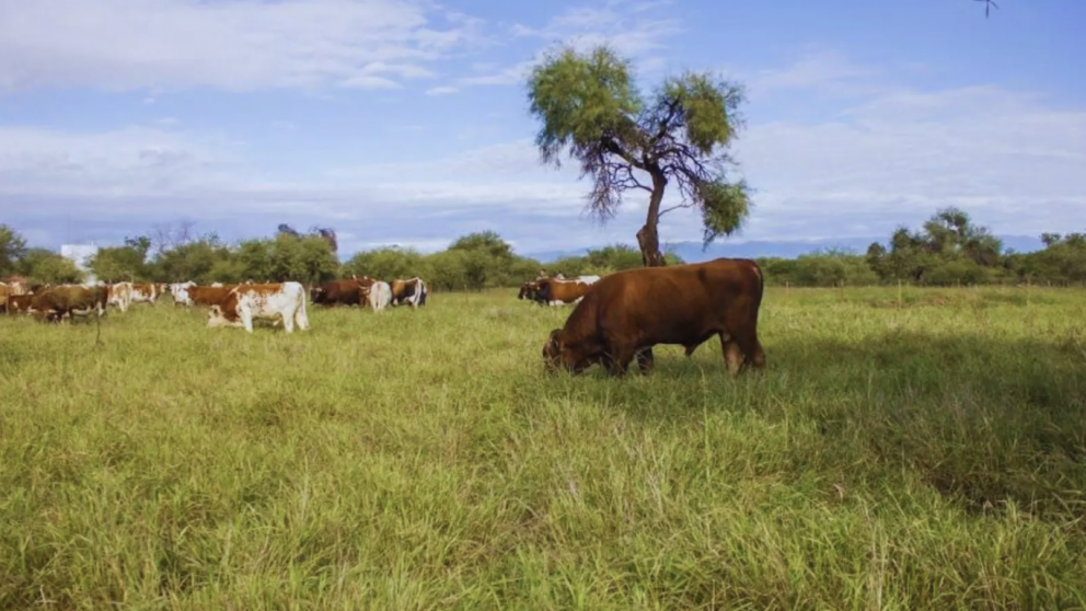 Buffel grass: la pastura clave que impulsa la produccin ganadera en zonas ridas de La Rioja