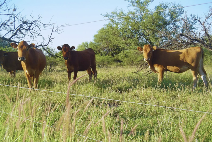 Buffel grass: la pastura clave que impulsa la producción ganadera en zonas áridas de La Rioja
