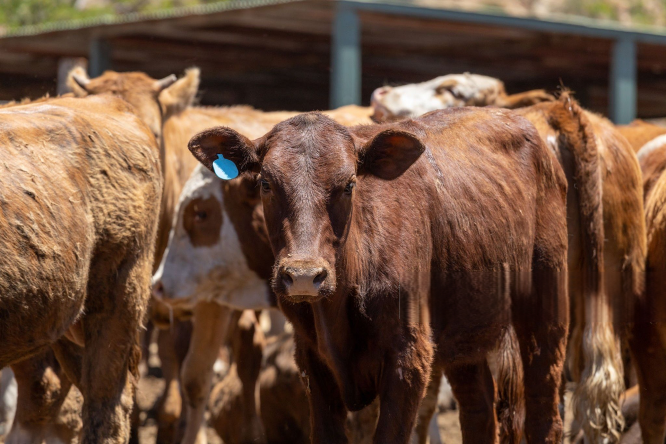 El Gobierno mantiene el esquema actual de vacunación contra la aftosa pese a los reclamos del campo
