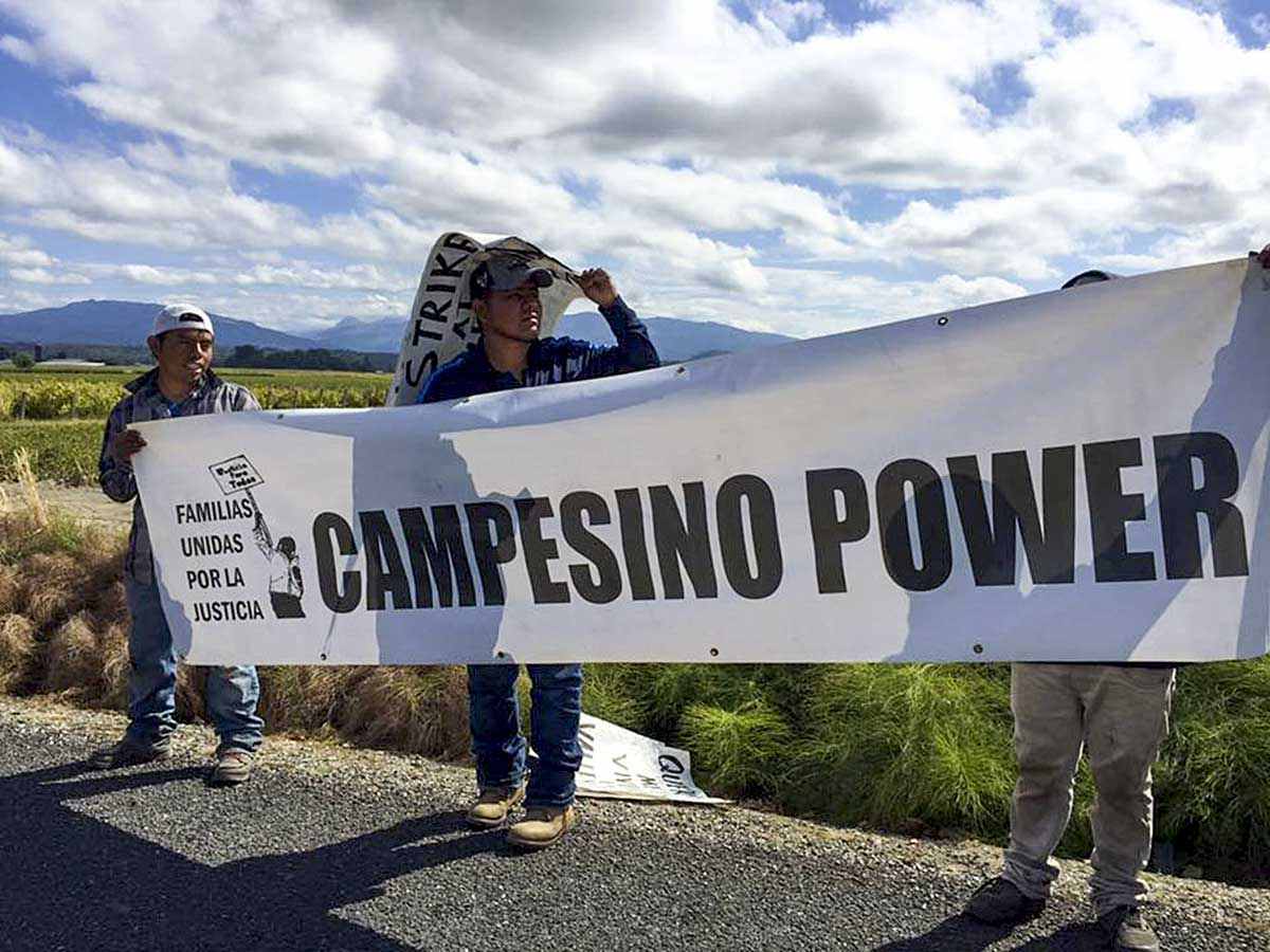Trump promete aliviar la crisis laboral en el agro antes de la cosecha: ¿alivio o incertidumbre para el campo?