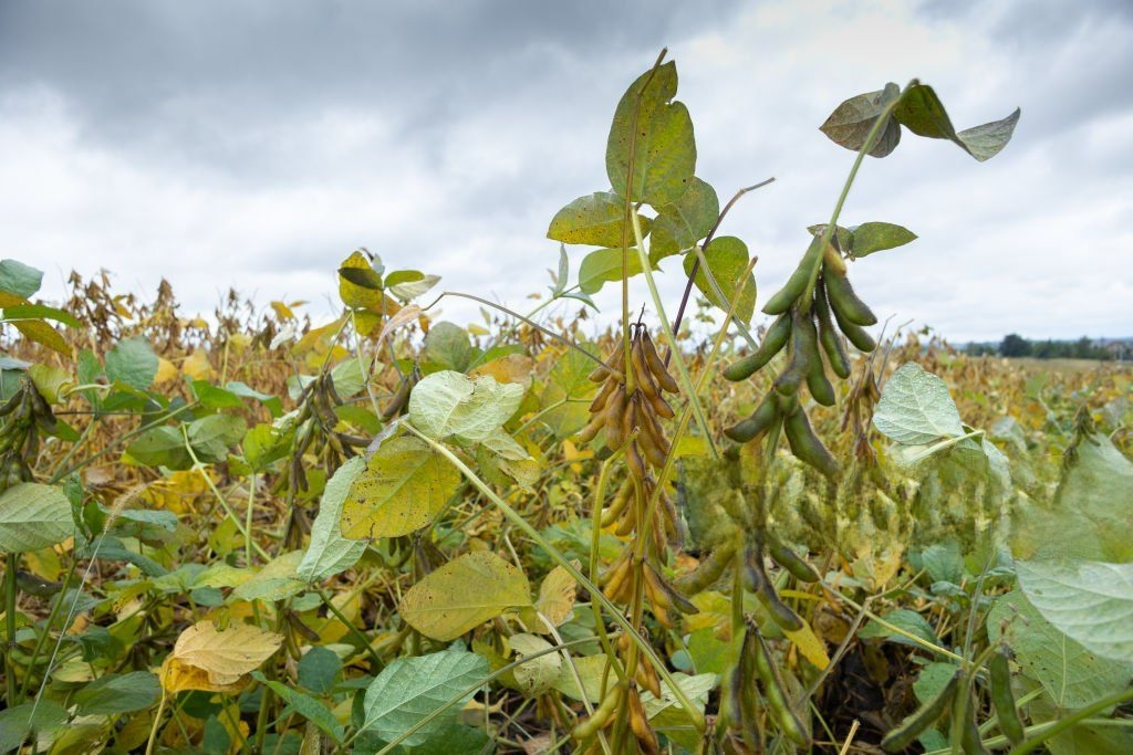 ¿Vuelven las heladas? El agro argentino enfrenta una semana con contrastes extremos