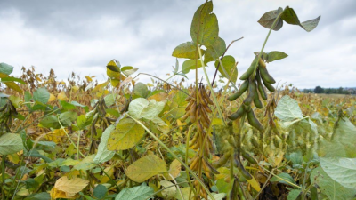 Invierno con dos caras: lluvias en el norte y heladas en gran parte del área agrícola