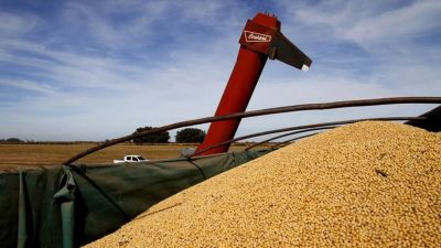 El dólar bajó y el campo puso el freno: por qué se enfrió la venta de granos pese a la cosecha en marcha
