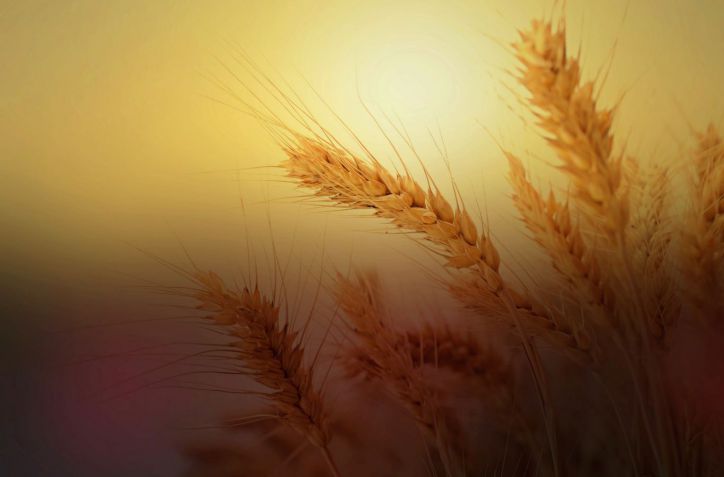 Clima, tensiones y fondos agitan el mercado de Chicago: trigo y maz caen, la soja resiste con suba