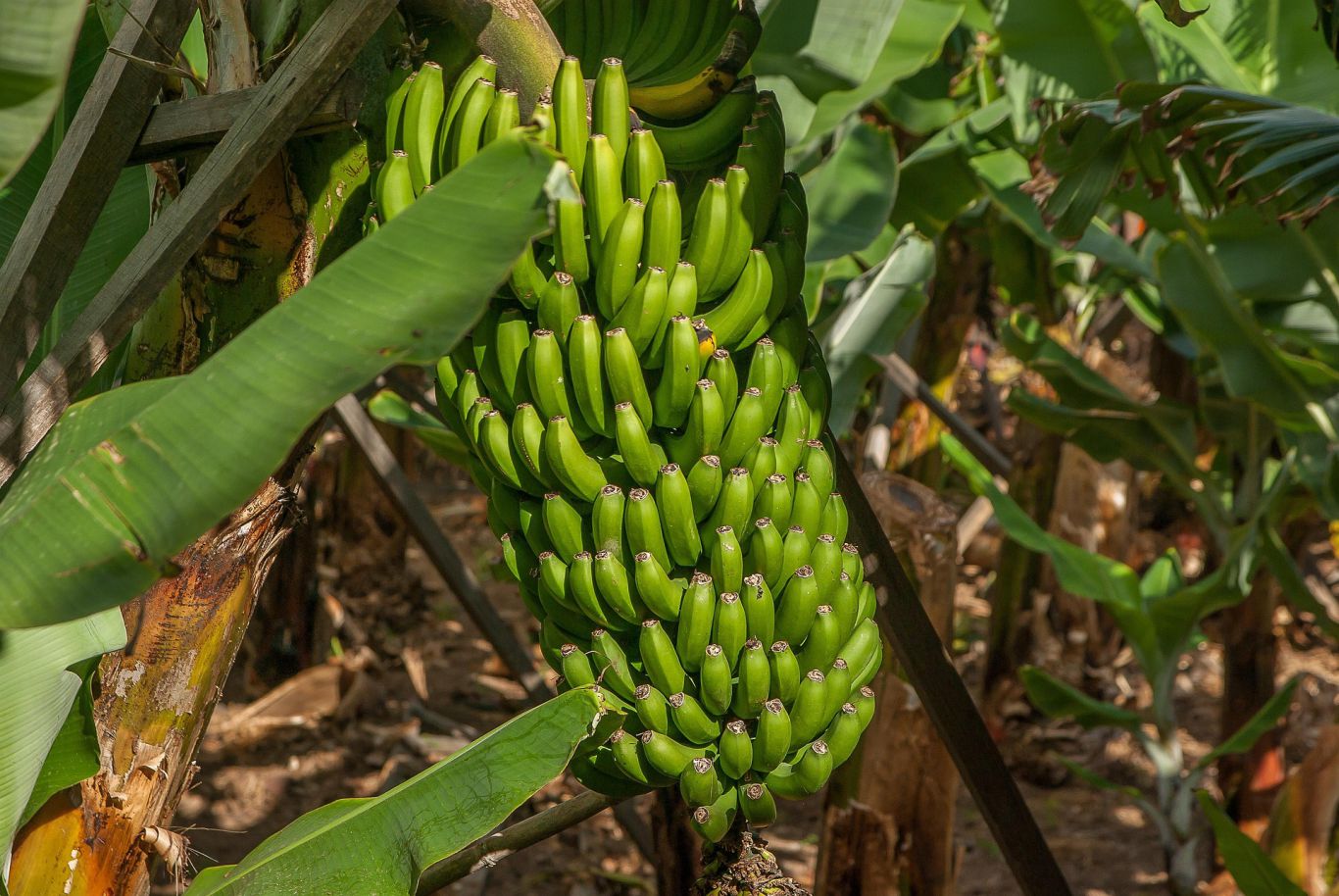 Banano colombiano con sello de sostenibilidad busca crecer en Europa