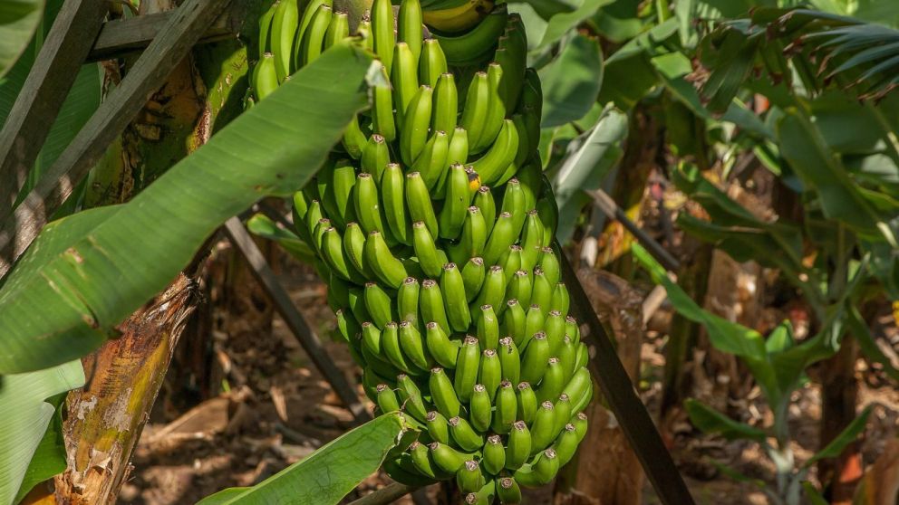 Banano colombiano con sello de sostenibilidad busca crecer en Europa