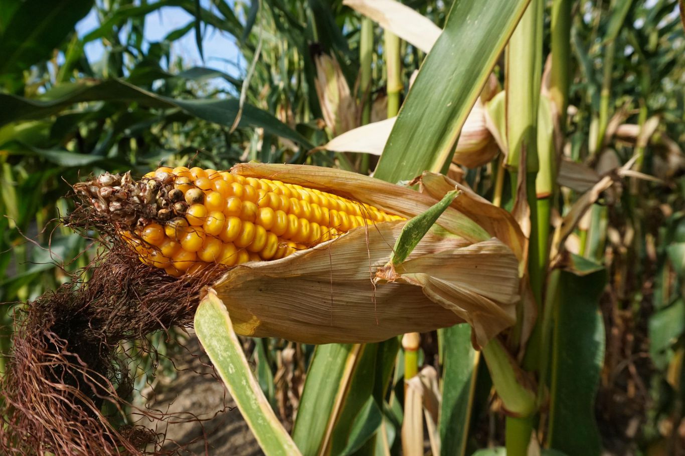 Paraguay acelera exportaciones de maíz por demanda récord de Brasil: el motor oculto detrás del boom forrajero