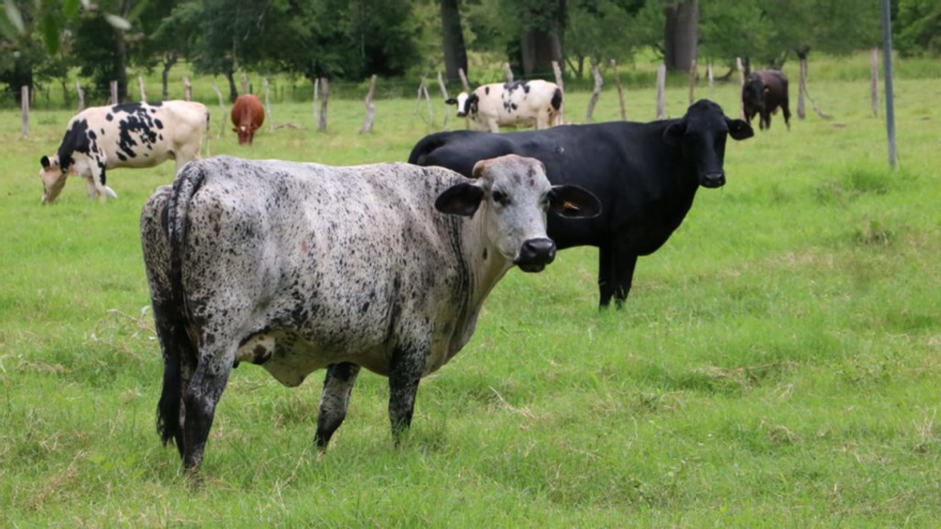 Panamá se acerca a un hito exportador: EE.UU. a punto de abrir su mercado a la carne bovina panameña