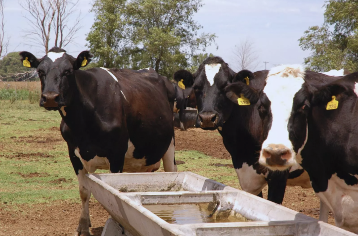 Purines: de residuo a recurso estratégico para la producción forrajera