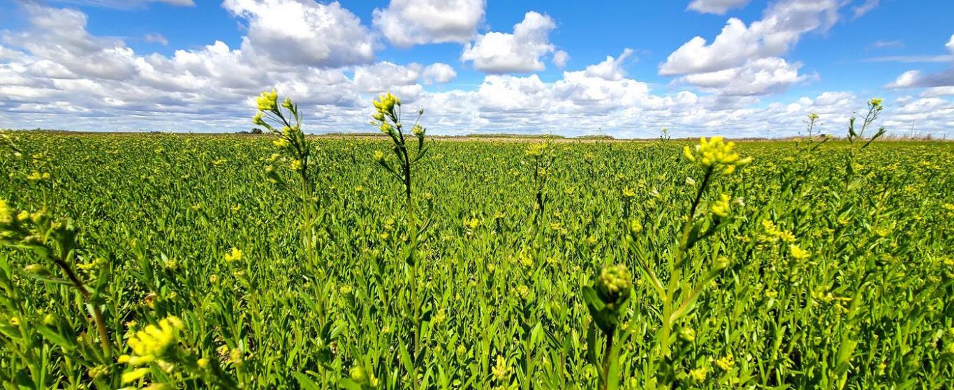 Chacraservicios apuesta fuerte a la Camelina: nueva campaña con foco en la sostenibilidad y el acompañamiento técnico.