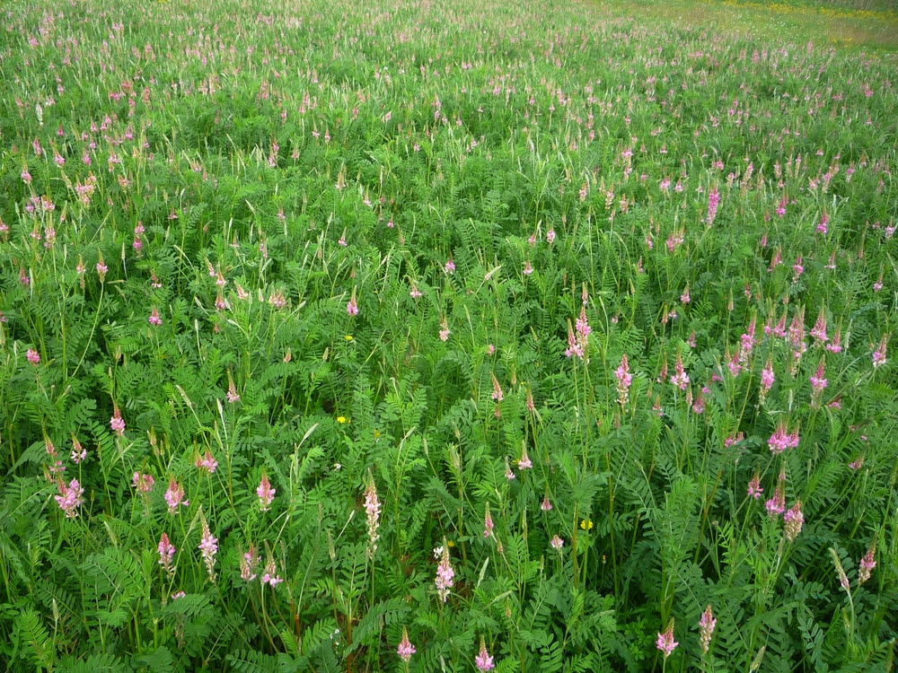 Una leguminosa que no empasta: ¿puede el sainfoin competir con la alfalfa?