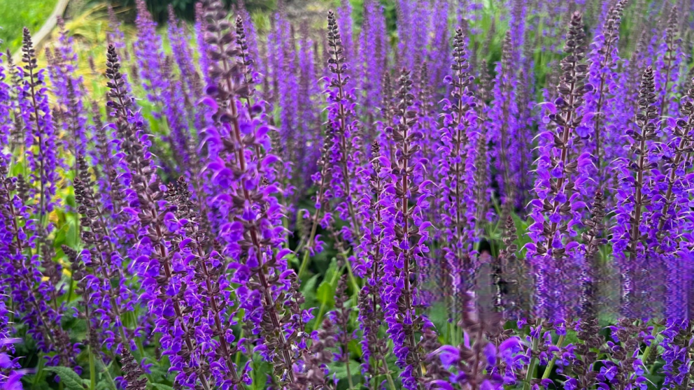 La salvia, el secreto milenario que ayuda a controlar el azcar y cuidar el cerebro