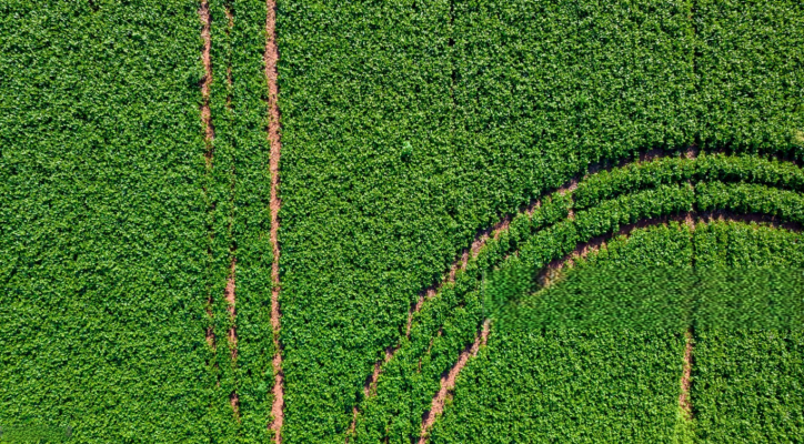 Clima, tensiones y fondos agitan el mercado de Chicago: trigo y maz caen, la soja resiste con suba