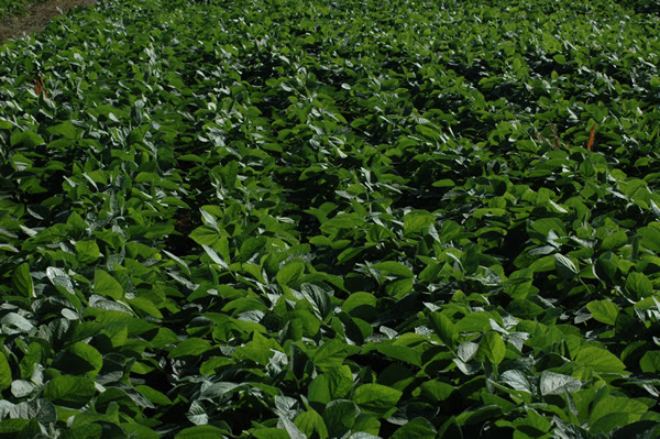 Innovación en la nutrición vegetal: lo que se viene en el Simposio FERTILIDAD 2025