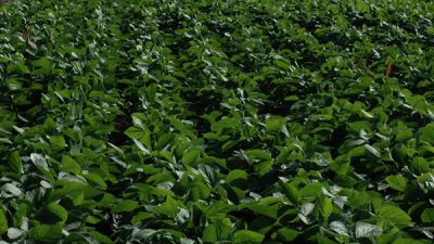 Innovación en la nutrición vegetal: lo que se viene en el Simposio FERTILIDAD 2025
