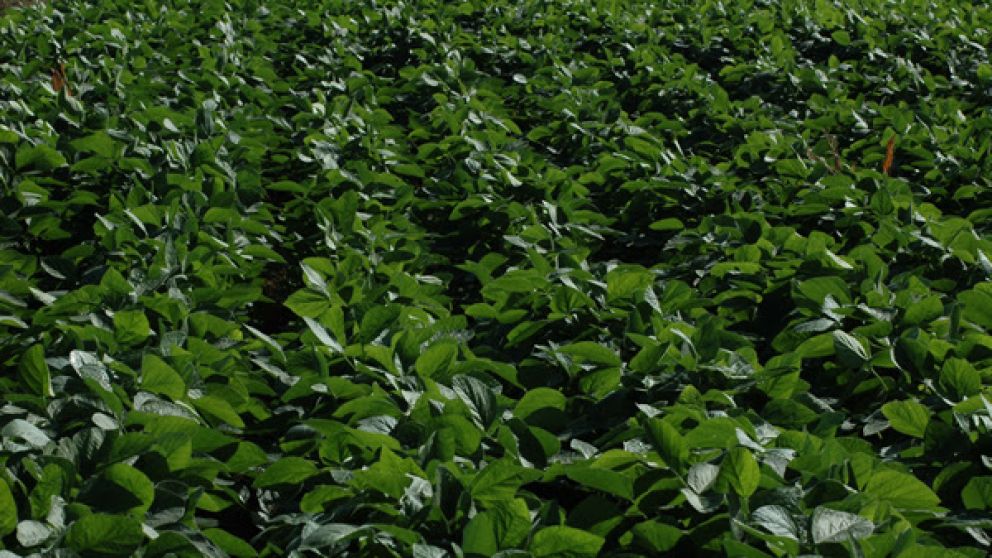 Innovacin en la nutricin vegetal: lo que se viene en el Simposio FERTILIDAD 2025