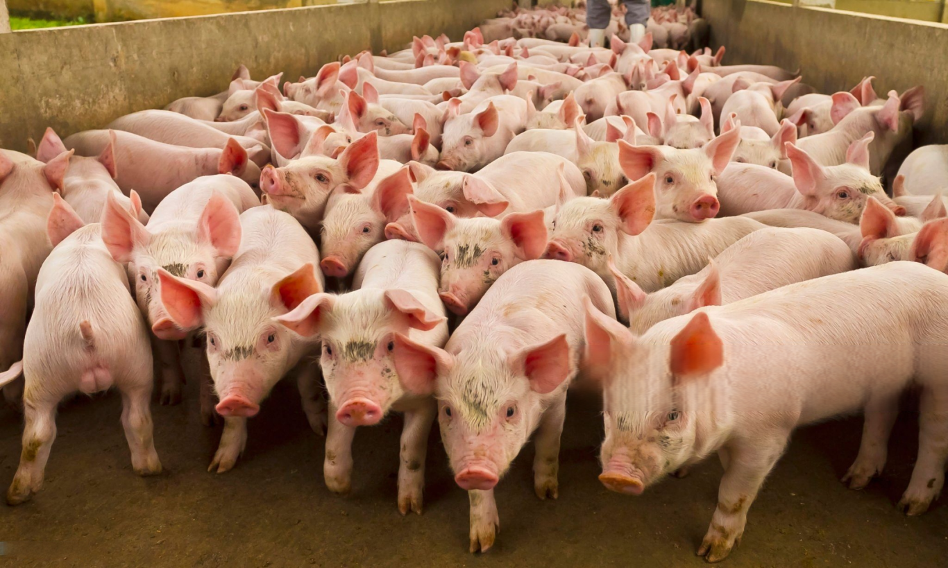 Chile abre las puertas a la carne porcina de Paraná: un hito comercial que sacude al Cono Sur