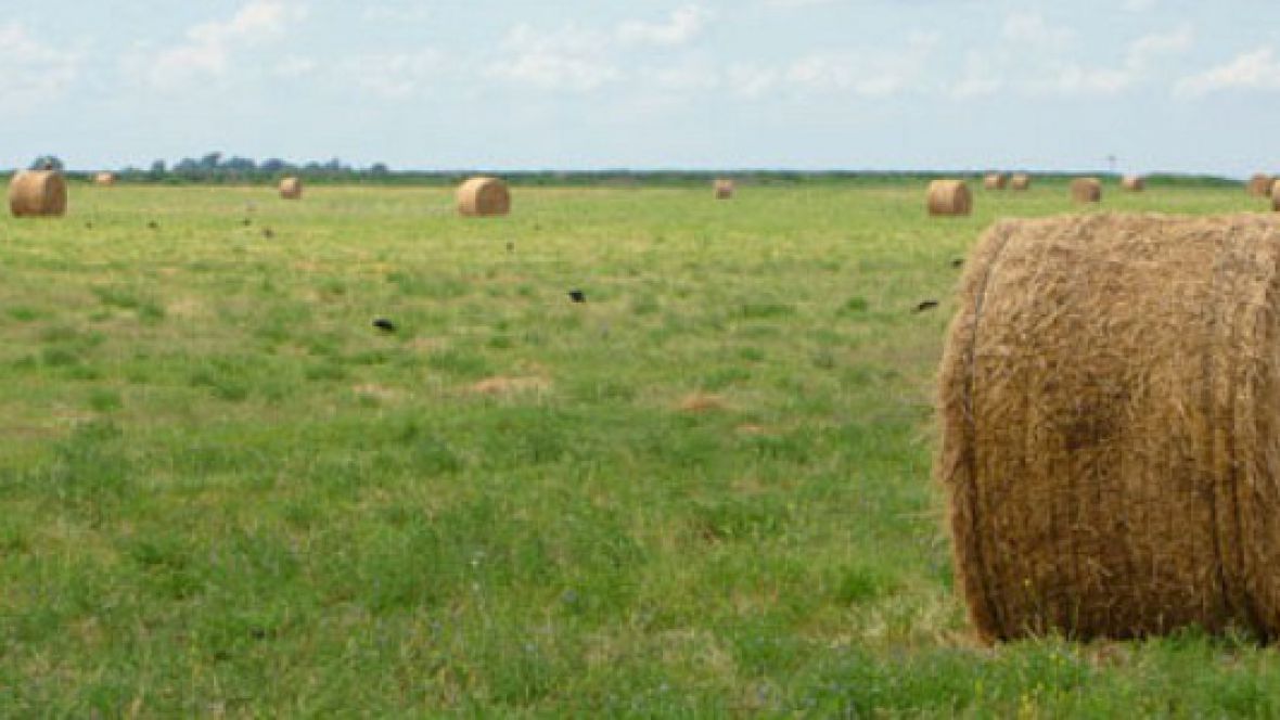 Escasez de pasto y clima adverso: cómo prepararse para el invierno ganadero en el Chaco