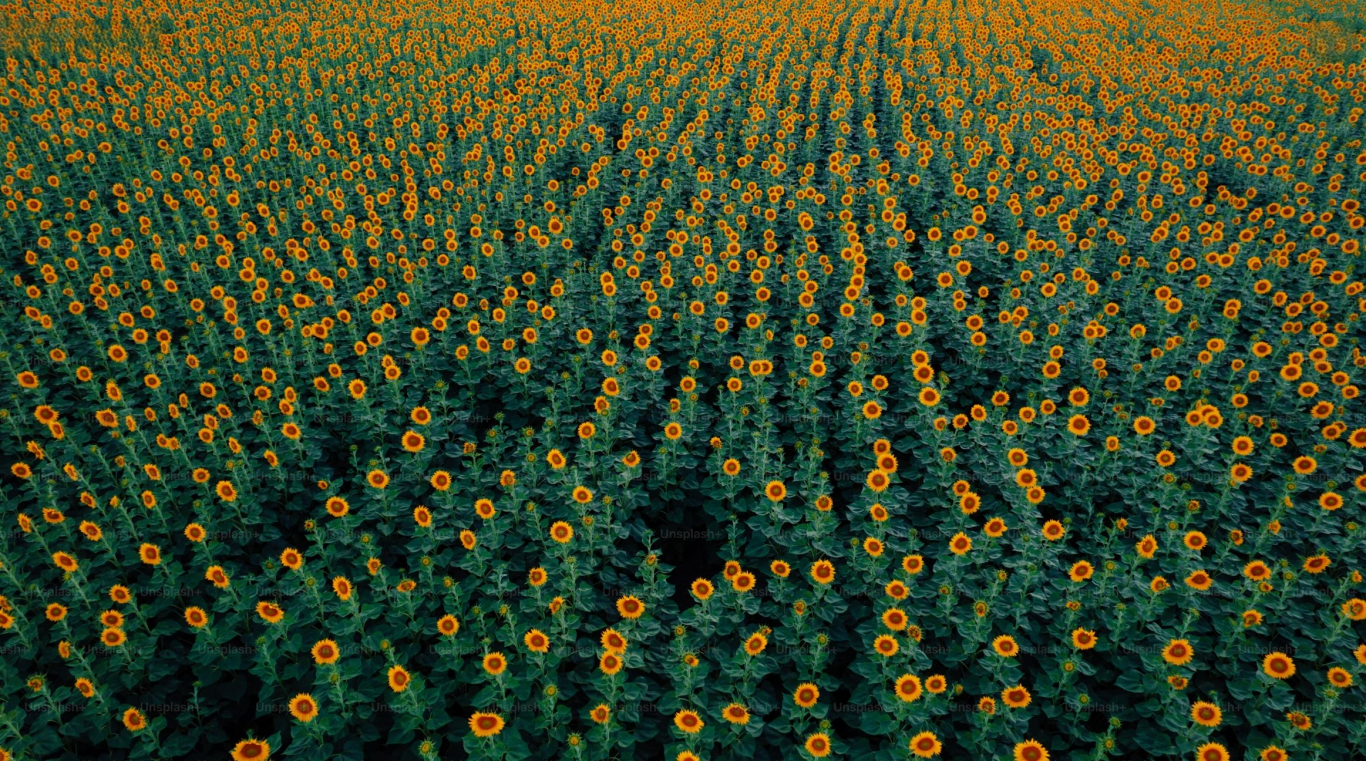 Girasol en auge: la histórica cosecha que enciende la nueva esperanza del agro argentino