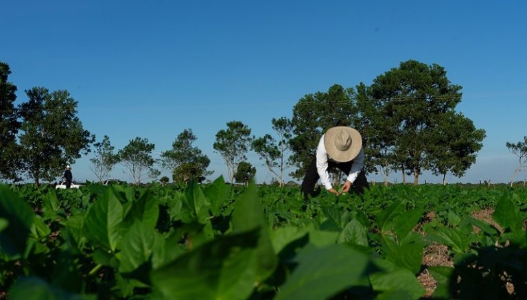 Dependencia creciente: Colombia importa más cereales, leguminosas y soya, pero mira al exterior como oportunidad