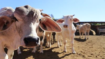 Estados Unidos amenaza con restringir las importaciones de ganado mexicano por riesgo sanitario