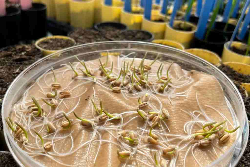 Identifican una región en el ADN del trigo que aumenta hasta un 5 % el rendimiento