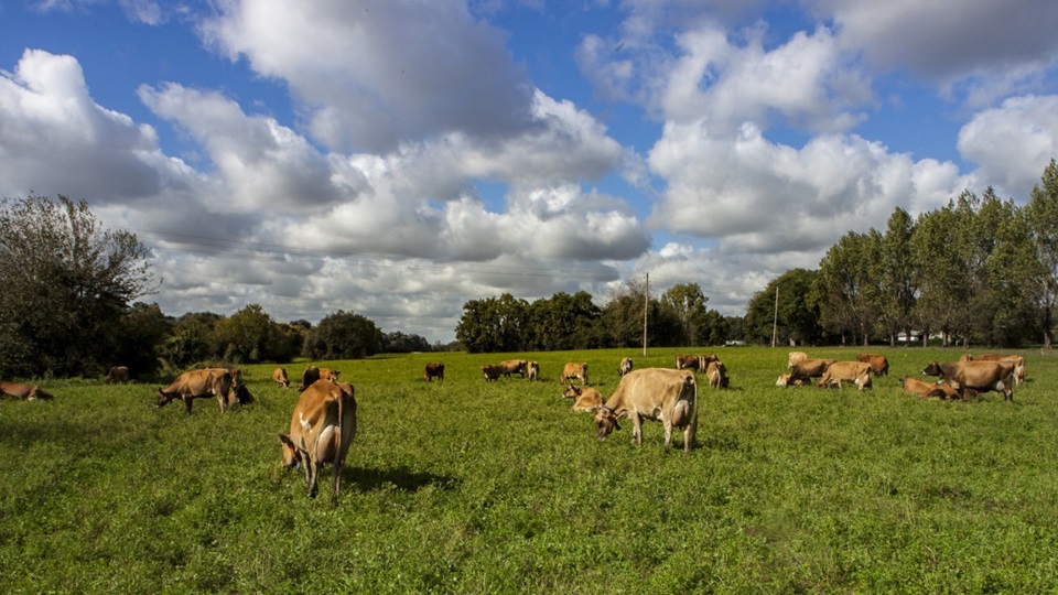 Zoonosis bajo control: el Senasa advierte sobre riesgos y prácticas clave para prevenir brotes