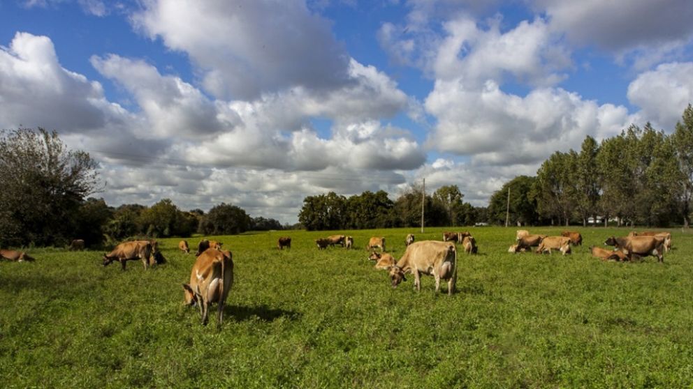 Zoonosis bajo control: el Senasa advierte sobre riesgos y prcticas clave para prevenir brotes